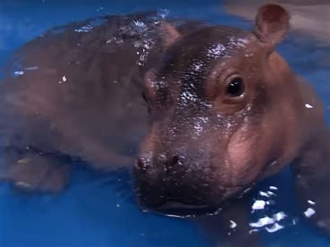 WATCH: After Health Scare, Fiona The Baby Hippo Goes For A Dip | WBUR News