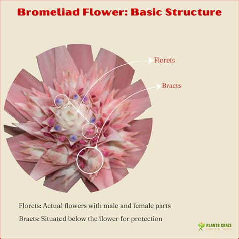 Bromeliad Flower [Blooming Tips, Meanings, & Uses]