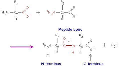 1. Peptide bond formation by a condensation reaction. | Download Scientific Diagram