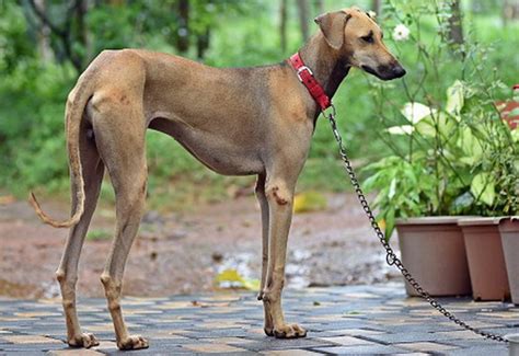 Indian Dog Breeds List