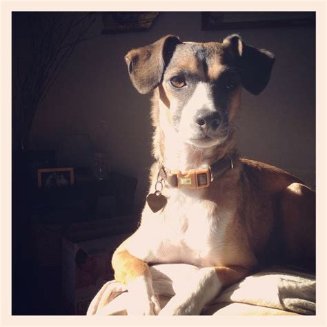 My sweet Stutter (beagle whippet mix) | Whippet mix, Whippet, Beagle