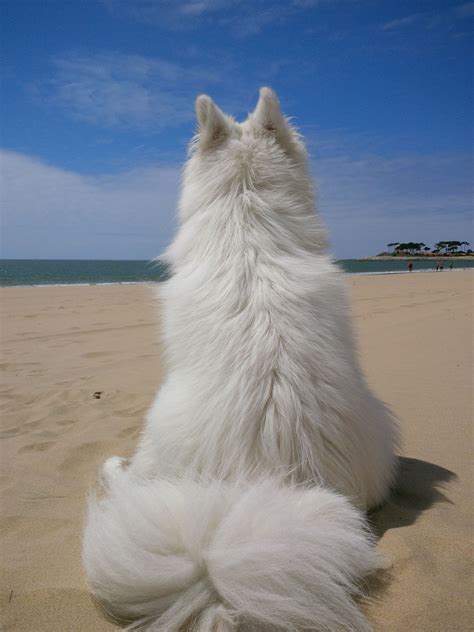 Looking across the Bay of Biscay | Perro samoyedo, Fotos divertidas de ...