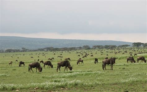 Zakouma National Park | | Alluring World