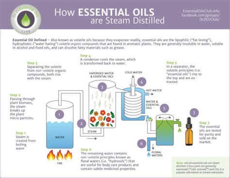 Are All Oils Essential? Are Essential Oils Even Oils? | Office for ...