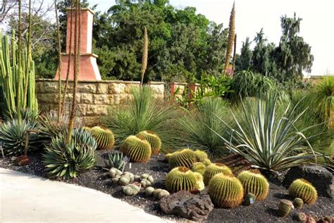 The Best Types of Cactus to Grow in Your Garden