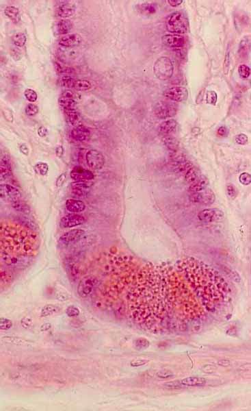 Histology at SIU