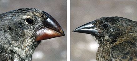 Pecking Away at Beak Evolution | Science | AAAS