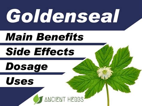 Goldenseal Benefits, Uses, Dosage & Side Effects