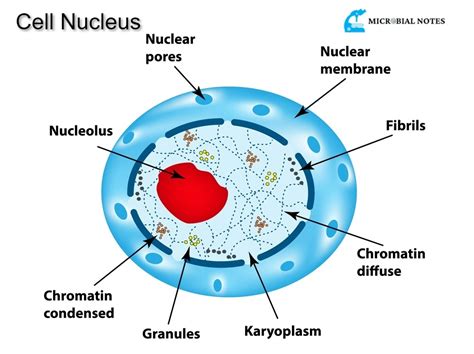 What is a Nucleus - Structure And its Function - Microbial notes