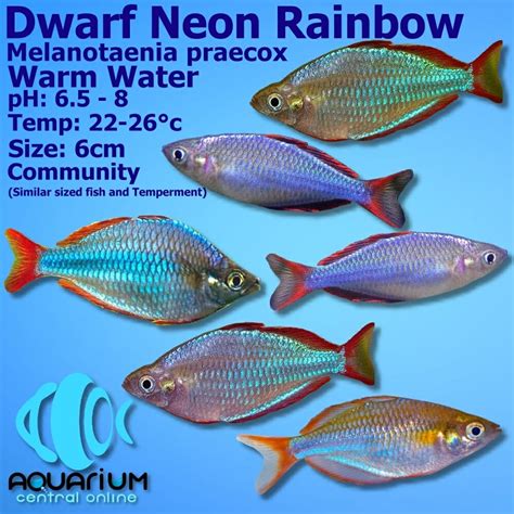 Rainbow - Neon Rainbow (Melanotaenia praecox) 4cm - Aquarium Central