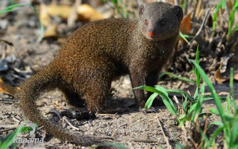 Mongoose | Kapama Blog