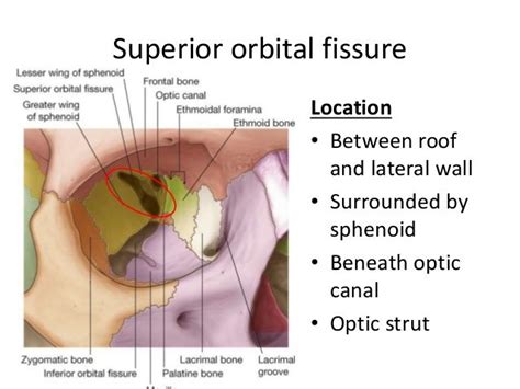 Note optic canal. | Dental hygiene school, Rectus muscle, Anatomy