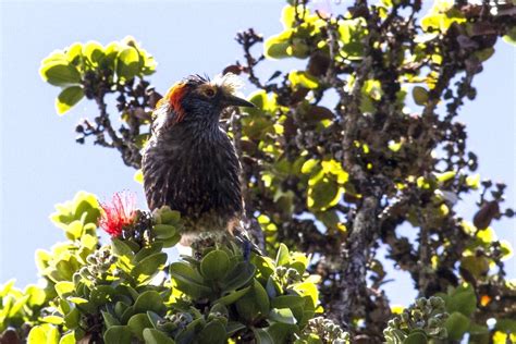 All Hawaii News: Hawaii honeycreepers in peril, lei banned at some ...