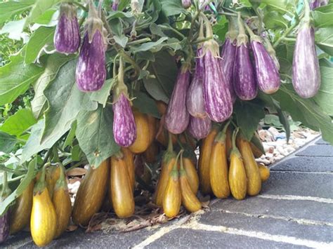 Fairy Tale Eggplant - 2005 AAS Award Winner - High-Yielding Variety - 10 Seeds - Rahi SeedBank