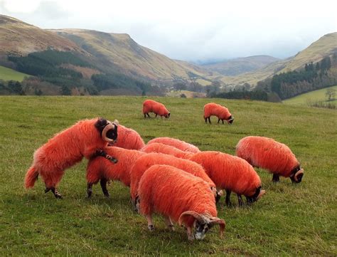 Orange Sheep At Play | Near Gleneagles there is a flock of s… | Flickr