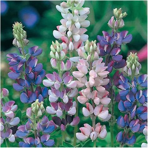 Edible Lupine Seeds / Lupinus Albus Wikipedia : A member of the legume ...