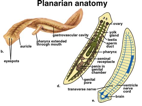 biology - Flatworm's features kept in convergent evolution with ...