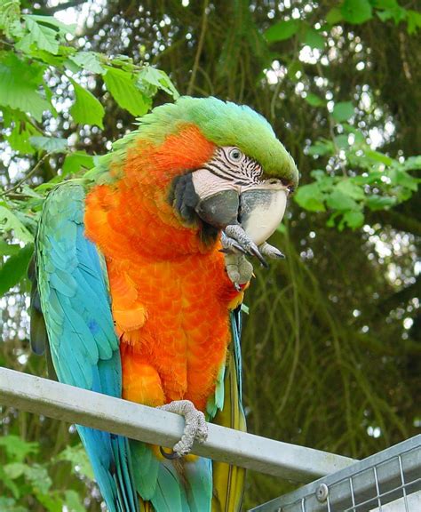 Catalina macaw parrot : Biological Science Picture Directory – Pulpbits.net