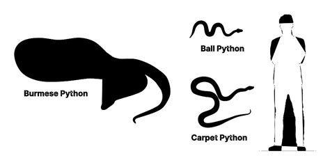 Burmese Python (Python bivittatus) Dimensions & Drawings | Dimensions.com