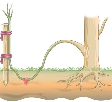 Asexual Reproduction in Plants | Biology for Majors II