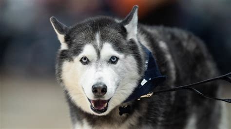 How UConn mascot Jonathan the Husky found a flight to Houston for the ...