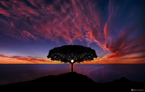 Tree in Sunset* (Reupload photo)" by Bess Hamiti ᴾᴴᴼᵀᴼᴳᴿᴬᴾᴴᴱᴿ | cool photos | Pinterest ...