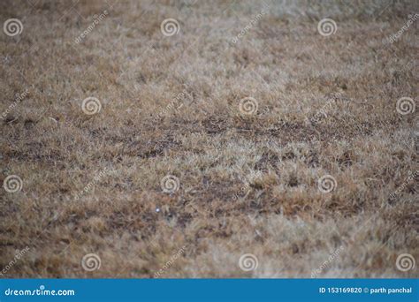 Old grass at garden stock photo. Image of background - 153169820