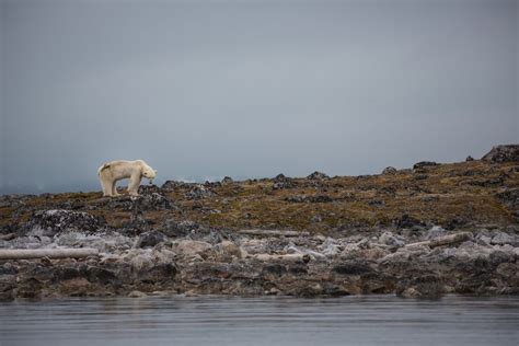 Starving Polar Bear's Last Hours Captured in Heartbreaking Video | Live ...