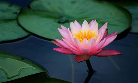 Lotus Flower Images Full HD Pictures And Wallpapers