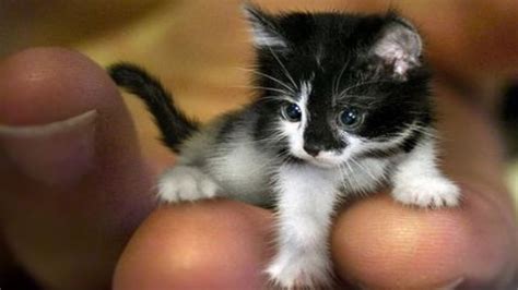 Guinness World Records Smallest Cat