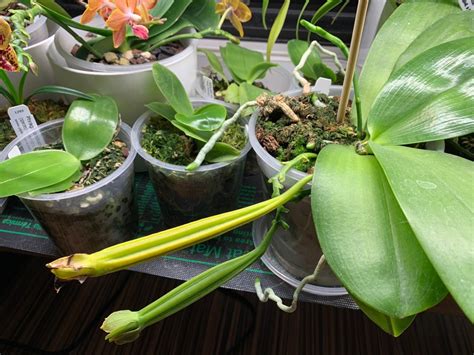 Growing Orchids from Seed (Flasking Dry Seeds & Green Pods) » Here But Not