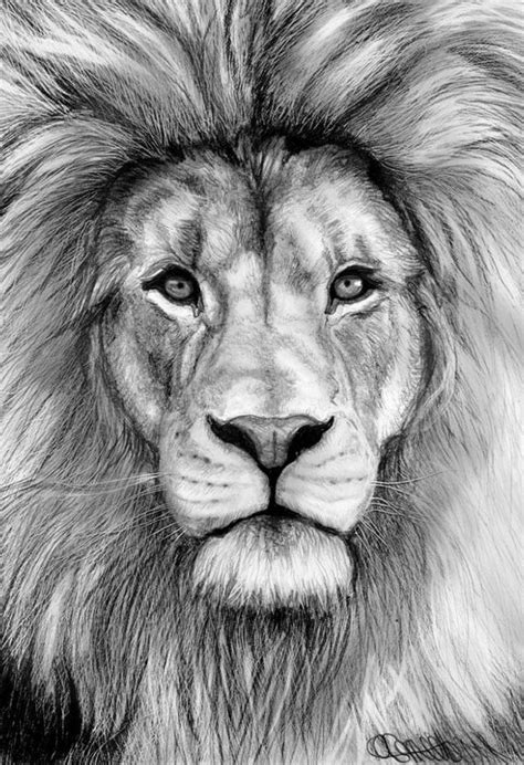 Izu The Lion Realistic Animals | Lion face drawing, Lion sketch, Elephant sketch