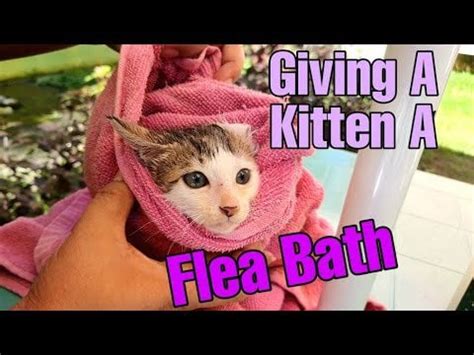 I give a kitten a flea bath : r/rescuecats