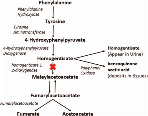 The metabolic pathway of tyrosine metabolism, showing block in the... | Download Scientific Diagram