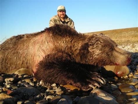 7-day Alaskan Grizzly Bear Hunt and Rifle Package for One Hunter and One Non-hunter - Safari ...