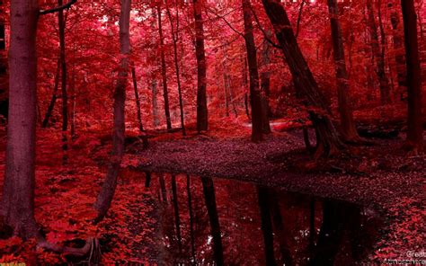 Red Wallpaper Dark Forest Hd | All HD Wallpapers