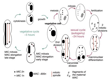 Vegetative And Sexual Phases Of The Paramecium Life Cycle The | My XXX Hot Girl