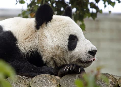 Livestock is damaging giant panda habitat in China on a massive scale ...