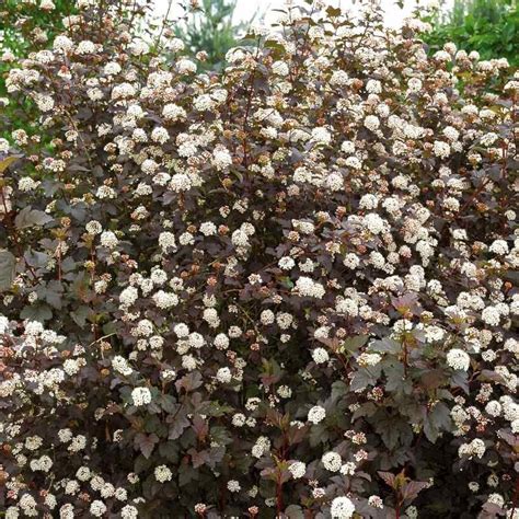 Physocarpus opulifolius 'Diablo'