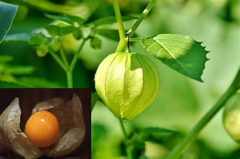 Planting and Growing Guide for Cape Gooseberry (Physalis peruviana ...