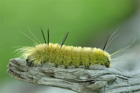 17+ Species of Poisonous Caterpillars Found Around the World - Outforia ...