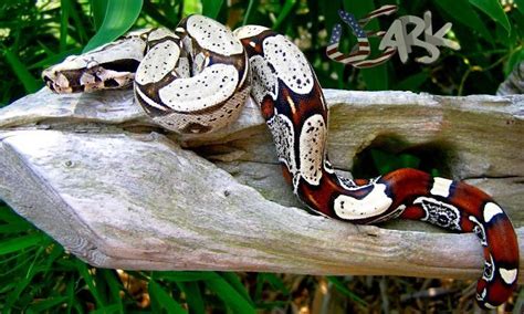 Columbian Redtail boa | Pet snake, Beautiful snakes, Snake images