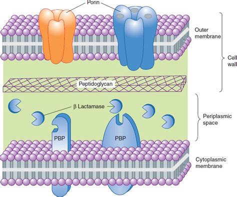 Beta-Lactam & Other Cell Wall- & Membrane-Active Antibiotics ...