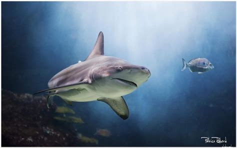 Aquarium Shark Wallpaper | shark aquarium live wallpaper, shark ...
