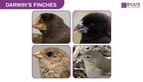 Diagram of Darwin’s Finches