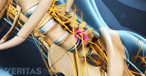 Sciatic Nerve Anatomy