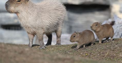 White Capybara