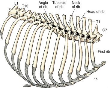 Thoracic Wall | Veterian Key