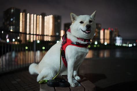 「Pet Dog KURUKI」おしゃれまとめの人気アイデア｜Pinterest｜JAPANKURU | 可愛い 生き物, 動物, 生き物