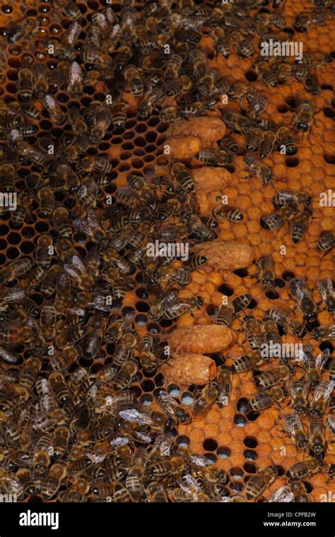 Comb from hive of Western Honey Bee (Apis mellifera) with worker bees and some Queen cells ...